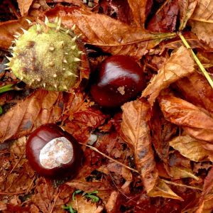 Reife Früchte der Gewöhnlichen Rosskastanie (Aesculus hippocastanum), (c) Rolf Theodor Borlinghaus/NABU-naturgucker.de