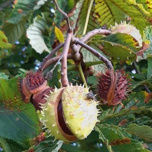 Reife Frucht der Gewöhnlichen Rosskastanie (Aesculus hippocastanum), (c) Sabine Kehling/NABU-naturgucker.de