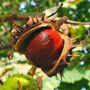 Reife Frucht der Gewöhnlichen Rosskastanie (Aesculus hippocastanum), (c) Verena Scharr/NABU-naturgucker.de