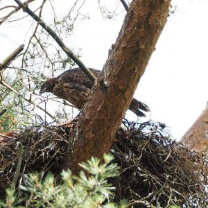 Habicht auf seinem Nest, (c) Stephanie Krollmann/NABU-naturgucker.de