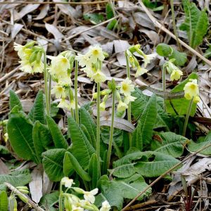 Hohe Schlüsselblume, (c) Birgit Kurth/NABU-naturgucker.de