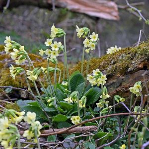 Hohe Schlüsselblume im Wald, (c) Hans Schwarting/NABU-naturgucker.de