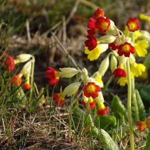 Echte Schlüsselblume mit roten Blüten, (c) Heino Hartung/NABU-naturgucker.de