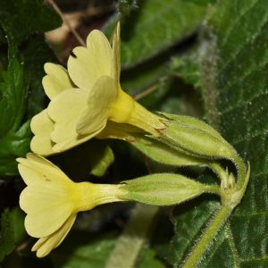 Blütendetail der Hohen Schlüsselblume, (c) Rolf Theodor Borlinghaus/NABU-naturgucker.de