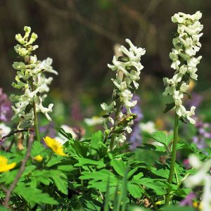 Weiß blühender Hohler Lerchensporn, (c) Gerwin Bärecke/NABU-naturgucker.de