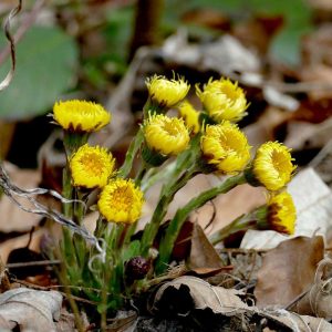 Huflattich, (c) Birgit Kurth/NABU-naturgucker.de