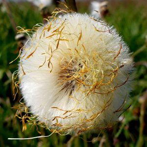 Fruchtstand des Huflattichs, (c) Holger Selisky/NABU-naturgucker.de