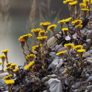 Huflattich, (c) Ludwig Holl/NABU-naturgucker.de