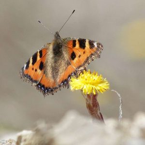 Kleiner Fuchs auf Huflattich, (c) Alexander Gödecke/NABU-naturgucker.de