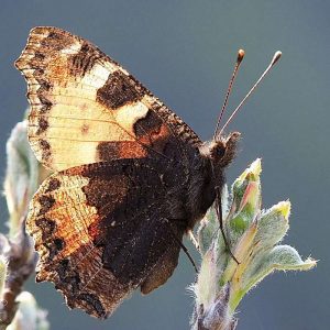 Flügelunterseiten des Kleinen Fuchses, (c) Fred Wehner/NABU-naturgucker.de