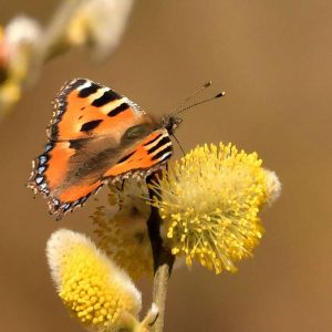 Kleiner Fuchs an einer Weidenblüte, (c) Karin-Simone Hauth/NABU-naturgucker.de