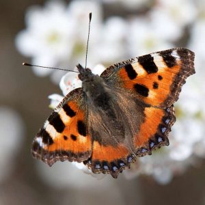 Kleiner Fuchs, (c) Ulrich Sach/NABU-naturgucker.de