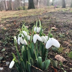 Kleines Schneeglöckchen (Galanthus nivalis), (c) Benjamin Stephan/NABU-naturgucker.de Kleines Schneeglöckchen (Galanthus nivalis), (c) Benjamin Stephan/NABU-naturgucker.de