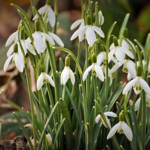 Kleines Schneeglöckchen (Galanthus nivalis), (c) Claudia Eltzner/NABU-naturgucker.de Kleines Schneeglöckchen (Galanthus nivalis), (c) Claudia Eltzner/NABU-naturgucker.de