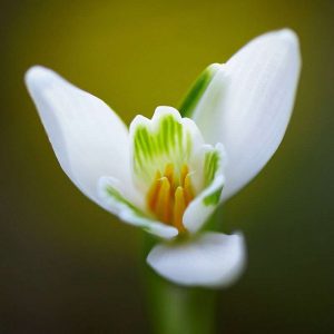 Blick in eine Blüte des Kleinen Schneeglöckchens (Galanthus nivalis), (c) Claudia Eltzner/NABU-naturgucker.de Blick in eine Blüte des Kleinen Schneeglöckchens (Galanthus nivalis), (c) Claudia Eltzner/NABU-naturgucker.de