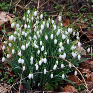 Kleines Schneeglöckchen (Galanthus nivalis), (c) Harald Ristau/NABU-naturgucker.de Kleines Schneeglöckchen (Galanthus nivalis), (c) Harald Ristau/NABU-naturgucker.de