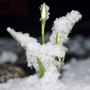 Austreibendes Kleines Schneeglöckchen (Galanthus nivalis), (c) Rolf Jantz/NABU-naturgucker.de Austreibendes Kleines Schneeglöckchen (Galanthus nivalis), (c) Rolf Jantz/NABU-naturgucker.de