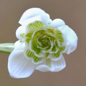 Gefüllte Blüte einer Zuchtform des Kleinen Schneeglöckchens (Galanthus nivalis), (c) Rolf Jantz/NABU-naturgucker.de Gefüllte Blüte einer Zuchtform des Kleinen Schneeglöckchens (Galanthus nivalis), (c) Rolf Jantz/NABU-naturgucker.de