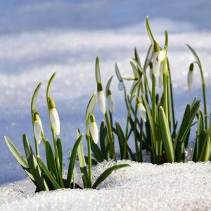 Kleines Schneeglöckchen (Galanthus nivalis), (c) Sabine Frey/NABU-naturgucker.de Kleines Schneeglöckchen (Galanthus nivalis), (c) Sabine Frey/NABU-naturgucker.de