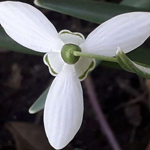 Blüte eines Kleinen Schneeglöckchens (Galanthus nivalis) von oben betrachtet, (c) Silvia Poppe/NABU-naturgucker.de Blüte eines Kleinen Schneeglöckchens (Galanthus nivalis) von oben betrachtet, (c) Silvia Poppe/NABU-naturgucker.de