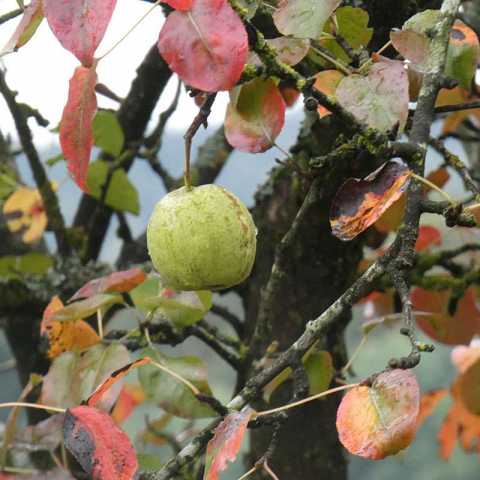 Kultur-Apfel im Herbst, (c) Michael Kunde/NABU-naturgucker.de