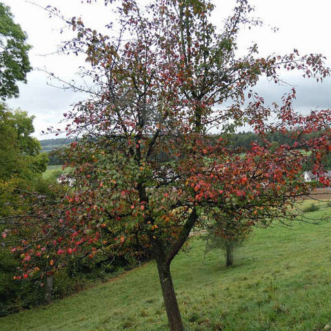 Kultur-Apfel im Herbst mit sich verfärbenden, bald fallenden Blättern, (c) Michael Kunde/NABU-naturgucker.de