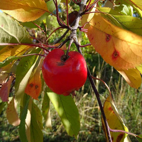 Kultur-Apfel im Herbst – die ersten Blätter dieses Roten Weinbergapfels fallen bald, (c) Rainer Ziebarth/NABU-naturgucker.de