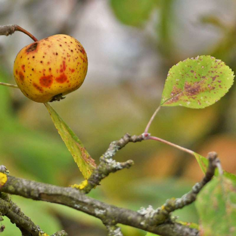 Kultur-Apfel im Herbst, (c) Rolf Jantz/NABU-naturgucker.de