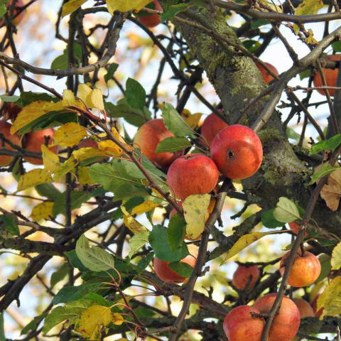 Kultur-Apfel im Herbst – der Blattfall steht kurz bevor, (c) Sonja Klein/NABU-naturgucker.de