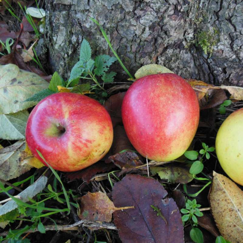 Kultur-Äpfel und einige herabgefallene Blätter im Herbst, (c) Yoshiyuki Shimmura/NABU-naturgucker.de