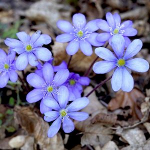 Leberblümchen, (c) Monika Waldhelm/NABU-naturgucker.de