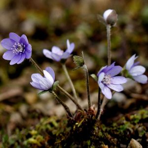 Leberblümchen, (c) Ursula Spolders/NABU-naturgucker.de