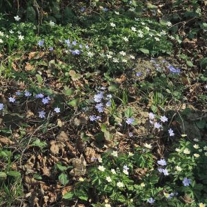 Leberblümchen-Bestand, vergesellschaftet mit einigen Busch-Windröschen, (c) Wolfgang Katz/NABU-naturgucker.de