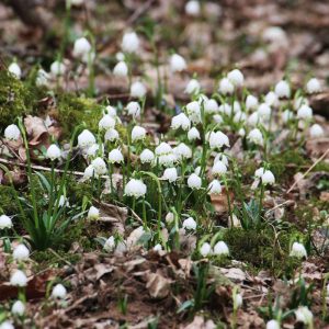 Märzenbecher, (c) Bernd Müller/NABU-naturgucker.de