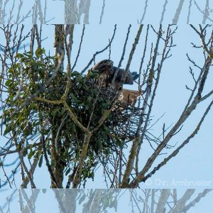 Mäusebussard baut sein Nest auf einer Mistel, (c) Christoph Armbruster/NABU-naturgucker.de