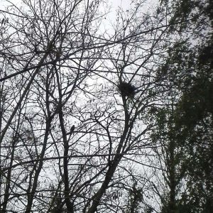 Nest und Mäusebussard im Gegenlicht, (c) Eckhardt Köhler/NABU-naturgucker.de