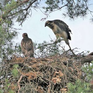 Mäusebussardnest mit Alt- und Jungvogel, (c) Günther Pitschi/NABU-naturgucker.de