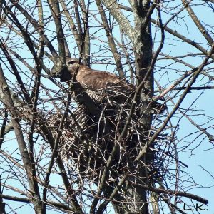 Mäusebussard auf seinem Nest, (c) Lutz Krause/NABU-naturgucker.de