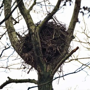 Mäusebussardnest, (c) Volker Achterberg/NABU-naturgucker.de