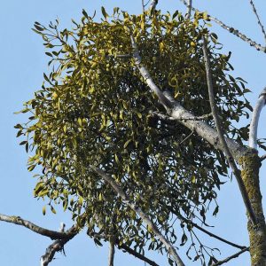 Mistel, (c) Rolf Jantz/NABU-naturgucker.de