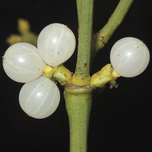 Beeren der Mistel, (c) Wolfgang Katz/NABU-naturgucker.de