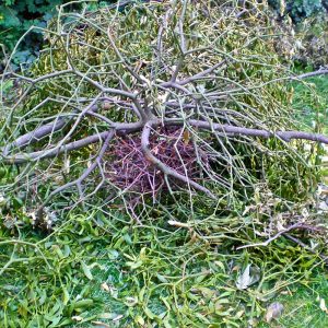 Durch Sturm abgestürzte Mistel mit Nest darin, (c) Dr. Achim Förster