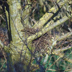 Ringeltaubennest, (c) Birgit Christophersen/NABU-naturgucker.de