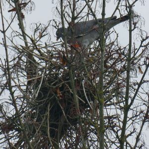 Ringeltaube baut an ihrem Nest, (c) Inge Bartholomäus-Kaelcke/NABU-naturgucker.de