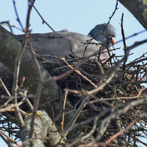 Ringeltaube auf ihrem Nest, (c) Rolf Jantz/NABU-naturgucker.de