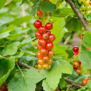 Rote Garten-Johannisbeere (Ribes rubrum) mit reifenden Früchten, (c) Dieter Seibel/NABU-naturgucker.de Rote Garten-Johannisbeere (Ribes rubrum) mit reifenden Früchten, (c) Dieter Seibel/NABU-naturgucker.de