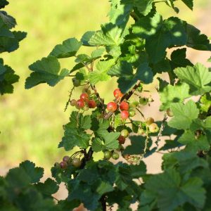 Rote Garten-Johannisbeere (Ribes rubrum) mit reifenden Früchten, (c) Helmut Schmidt/NABU-naturgucker.de Rote Garten-Johannisbeere (Ribes rubrum) mit reifenden Früchten, (c) Helmut Schmidt/NABU-naturgucker.de