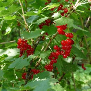 Rote Garten-Johannisbeere (Ribes rubrum) mit reifen Früchten, (c) Joachim Das/NABU-naturgucker.de Rote Garten-Johannisbeere (Ribes rubrum) mit reifen Früchten, (c) Joachim Das/NABU-naturgucker.de