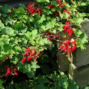 Rote Garten-Johannisbeere (Ribes rubrum) mit reifen Früchten, (c) Manuela Vierke/NABU-naturgucker.de Rote Garten-Johannisbeere (Ribes rubrum) mit reifen Früchten, (c) Manuela Vierke/NABU-naturgucker.de