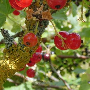 Rote Garten-Johannisbeere (Ribes rubrum) mit reifen Früchten, (c) Michael Kunde/NABU-naturgucker.de Rote Garten-Johannisbeere (Ribes rubrum) mit reifen Früchten, (c) Michael Kunde/NABU-naturgucker.de